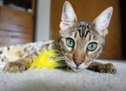 开云体育中国-快船连续得分狂潮压制奇才，德罗赞逆境闪耀成全场焦点