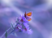 开云下载-文班亚马进攻端无人可挡，76人决胜局带走鹈鹕